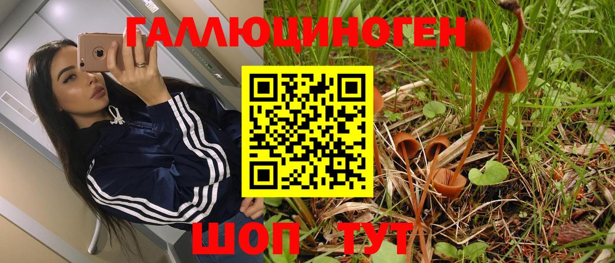 Галлюциногенные грибы GOLDEN TEACHER Тамбов